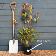 3ft Patio Hibiscus Tree | Hibiscus syriacus 'Blue Chiffon'® | 3L Pot